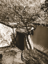 Figure 4 Flowering tree by main entrance, Chaotung, ca. 1930s. (Historical Photographs of China, University of Bristol)